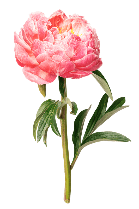 pink peony flower