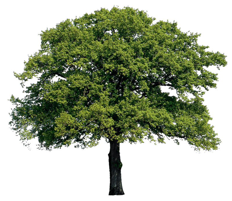 oak tree